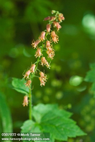 Bristle Flower blossoms & foliage detail