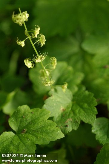 Leafy Mitrewort blossoms & foliage