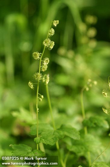 Leafy Mitrewort blossoms & foliage