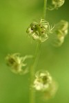 Leafy Mitrewort blossoms detail