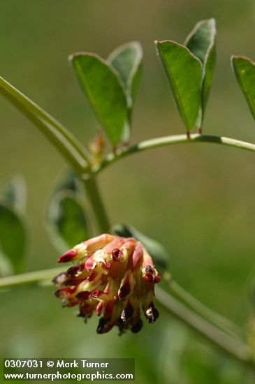 Big Deervetch blossoms & foliage detail