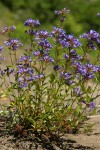Cascade Penstemon