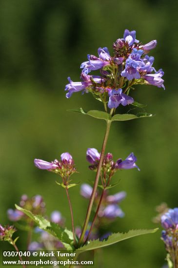 Cascade Penstemon blossoms & foliage