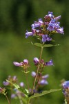 Cascade Penstemon blossoms & foliage