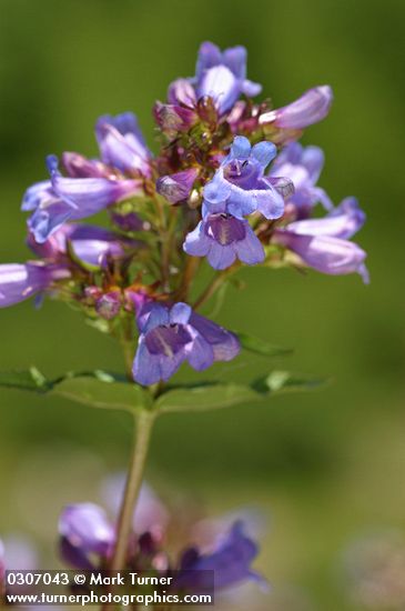Cascade Penstemon blossoms detail