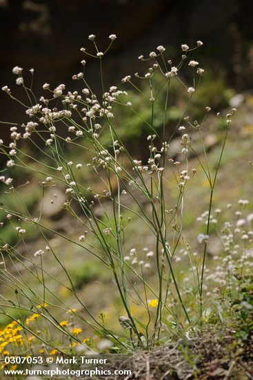 Naked Eriogonum