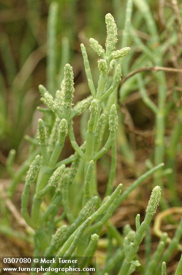 American Glasswort