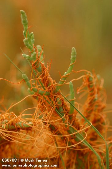 Salt Marsh Dodder on American Glasswort