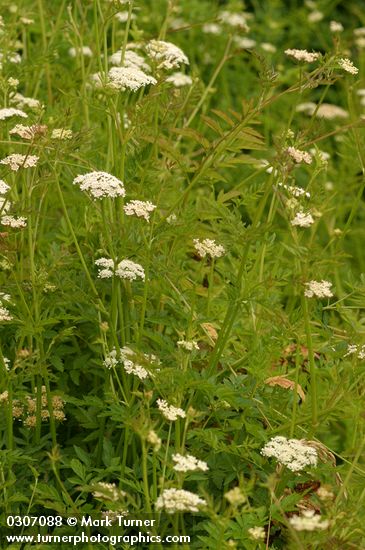 Pacific Water Parsley