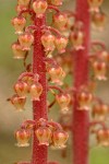Pinedrops blossoms detail
