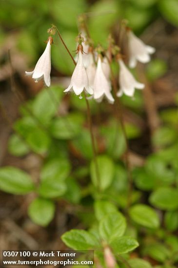 Twinflower