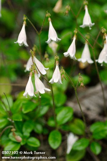Twinflower