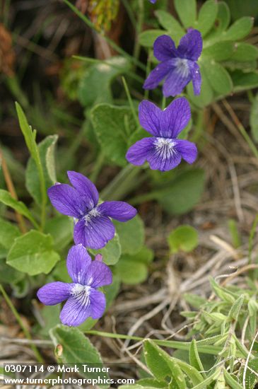 Early Blue Violets