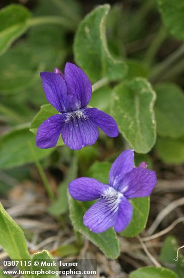 Early Blue Violet blossoms & foliage