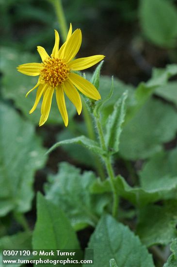 Mountain Arnica