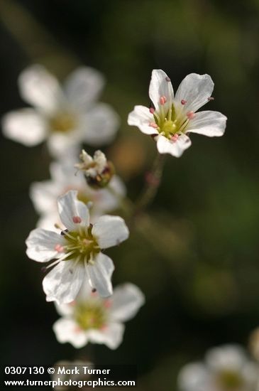 Thread-leaved Sandwort blossoms detail
