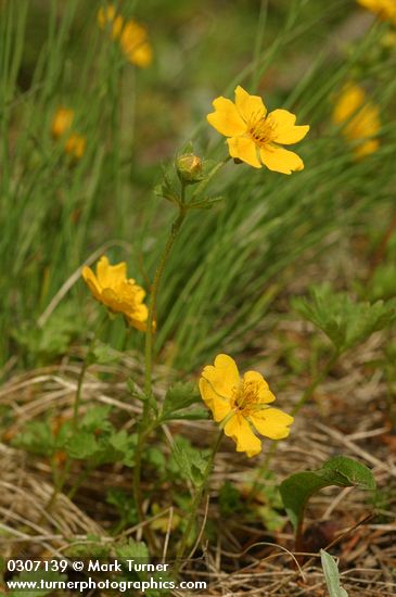 Fan-leaved Cinquefoil