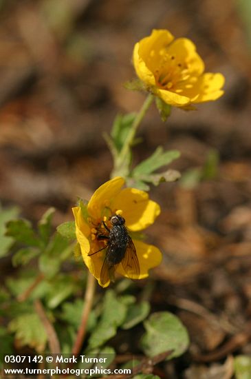 Fan-leaved Cinquefoil blossoms w/ fly
