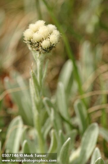 Woolly Pussytoes blossoms & foliage detail