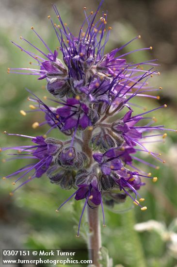 Silky Phacelia blossoms detail