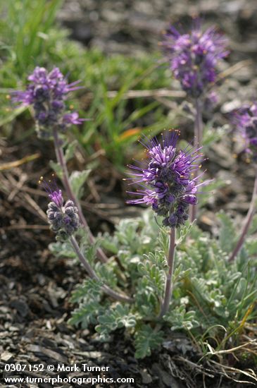 Silky Phacelia