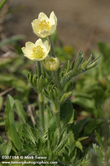 Western Anemone blossoms & foliage