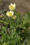Western Anemone blossoms & foliage