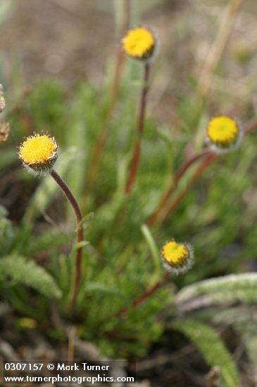 Cut-leaf Daisy rayless blossoms