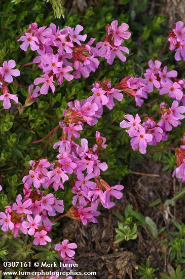 Douglasia