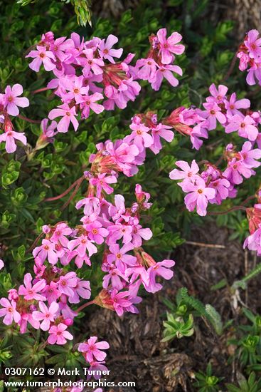 Douglasia