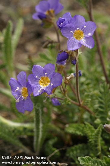Showy Jacob's Ladder blossoms & foliage