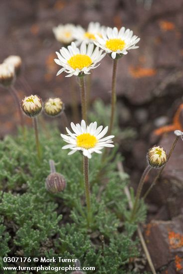Cut-leaf Daisy blossoms & foliage detail