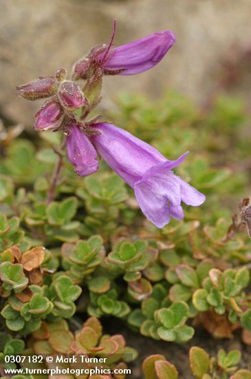 Davidson's Penstemon blossoms & foliage detail