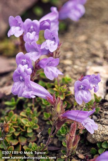 Davidson's Penstemon blossoms & foliage detail
