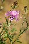 Spotted Knapweed