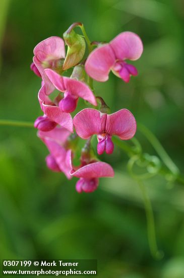Everlasting Pea blossoms detail