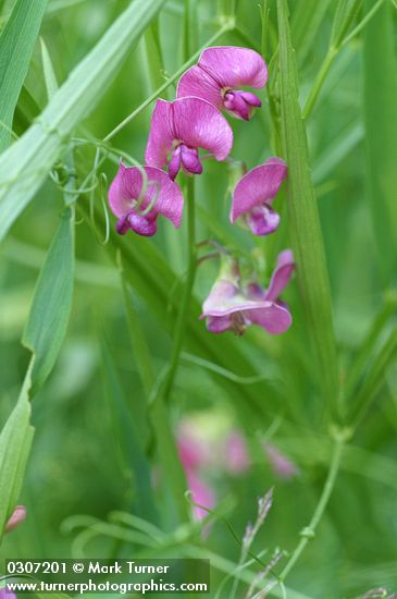 Everlasting Pea blossoms