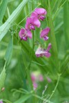 Everlasting Pea blossoms