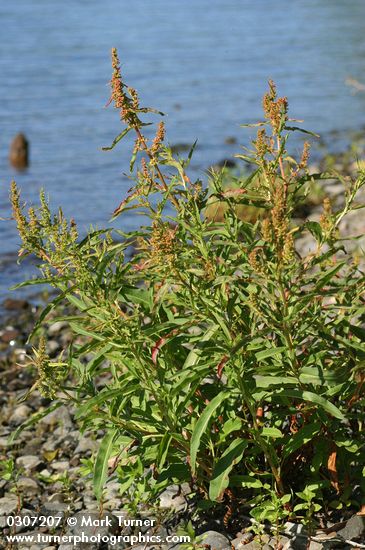 Willow-leaved Dock