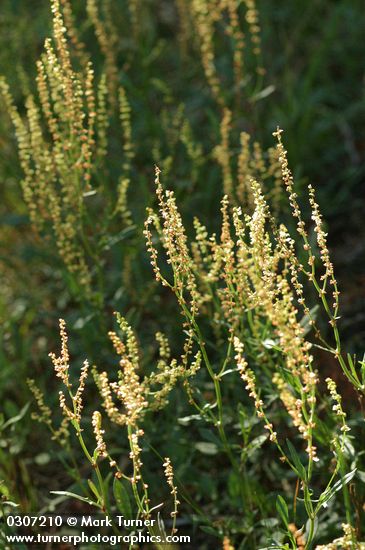 Sheep Sorrel