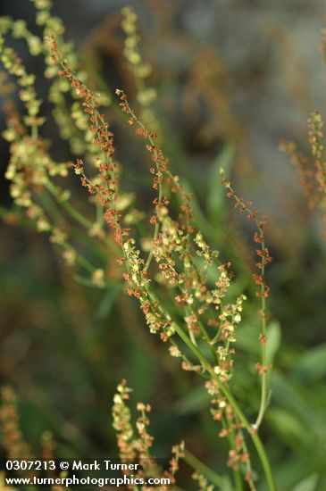 Sheep Sorrel blossoms detail
