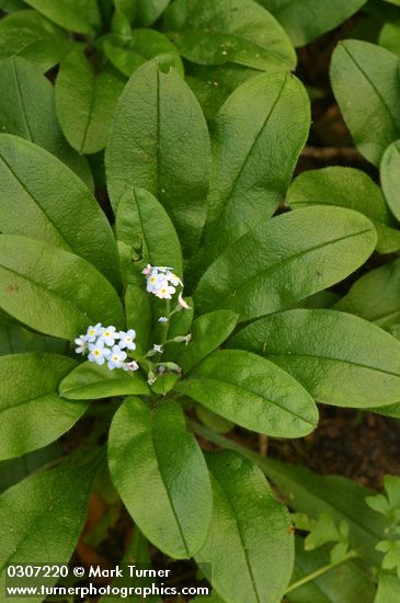 Common Forget-me-not 