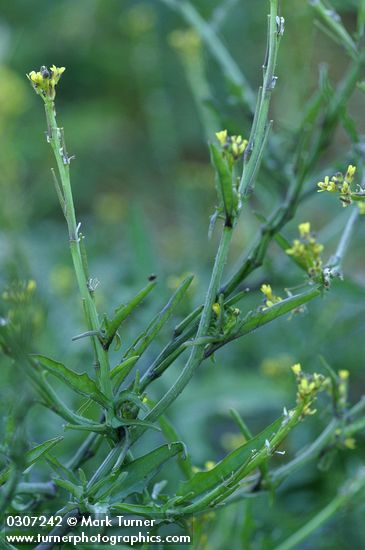 Hedge Mustard blossoms & foliage