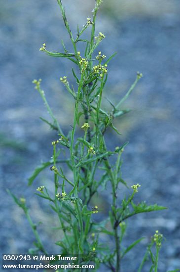 Hedge Mustard blossoms & foliage