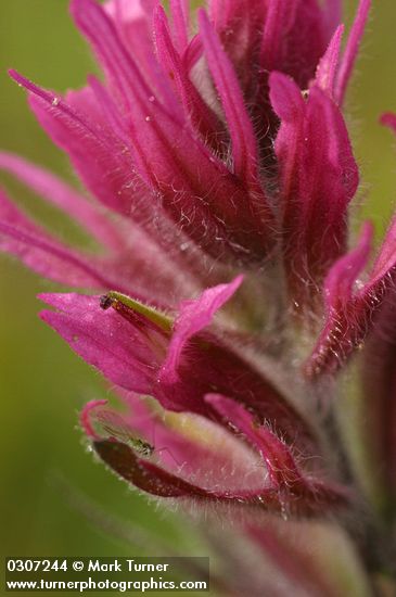 Olympic Indian Paintbrush bracts & blossom detail