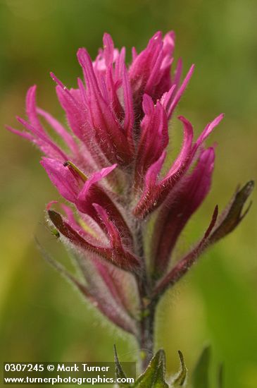 Olympic Indian Paintbrush bracts & blossom