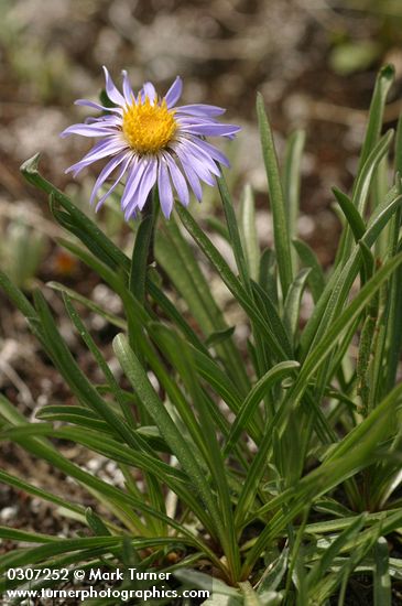 Alpine Aster