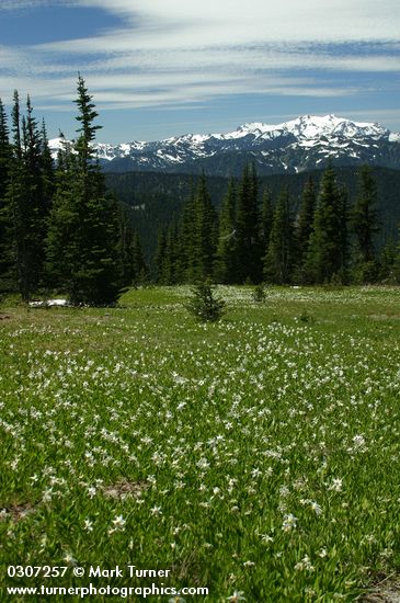 Avalanche Lilies in meadow w/ Mt. Olympus bkgnd