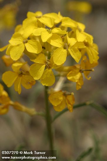 Western Wallflower blossoms detail