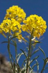 Western Wallflowers against blue sky